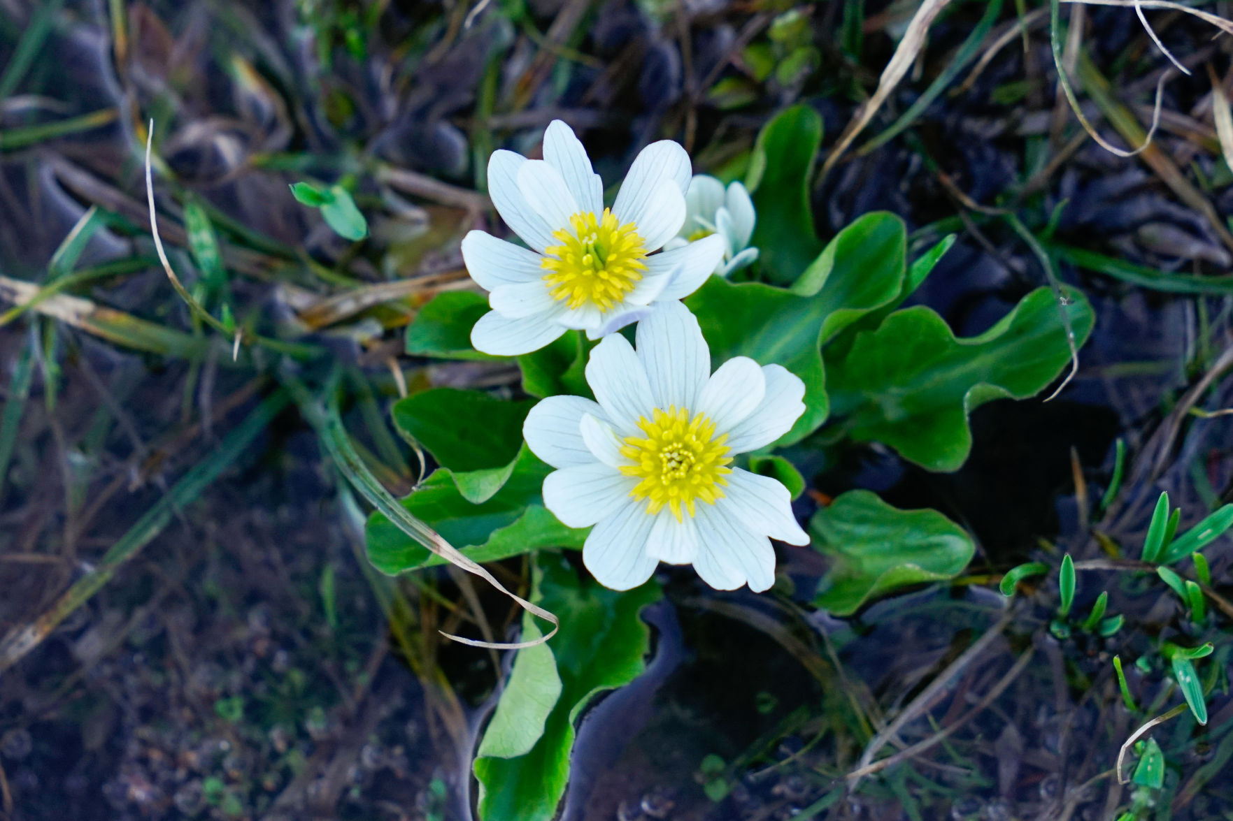 Marsh marigold